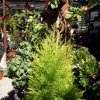 Capitola Nursery In Capitola gallery