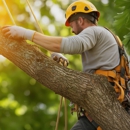 Cruz Tree Services - Tree Service