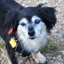 Homestead Veterinary Care - Veterinarians
