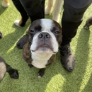 Marcie's Pet Spa - Dog Training