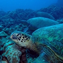 Waikiki Dive Center - Divers