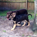 "Wild Things" Dog Training, LLC - Dog Training