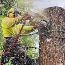 About Trees - Stump Removal & Grinding