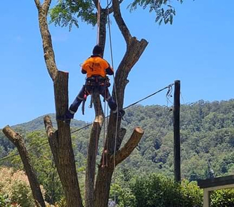 Limb-it-Less Tree Services - Korora, NSW