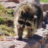 Pioneer Pest Control gallery