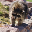 Pioneer Pest Control - Pest Control Equipment & Supplies