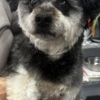 Cherie's pet salon gallery