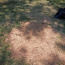 Stump Grinding Services - Tree Service