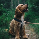 Alpha Dog Events - Pet Services