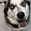 DogDayz - Pet Services