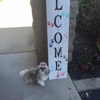 A Plus Dog Grooming gallery