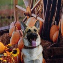 Highland Pet Co East - Pet Stores
