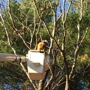 Kelley Tree Service