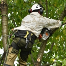 Bunker Hill Tree Service - Tree Service