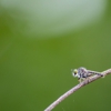 Dr. Pest Solutions gallery