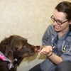 Ralston Vet gallery