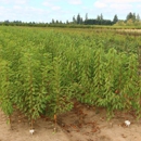 Trees 'N' Scapes, Inc. - Garden Centers