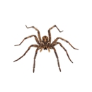 Farmers Pest Control - Pest Control Services