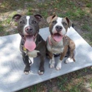 K9 Training Center - Pet Training