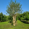Associated Treemasters gallery