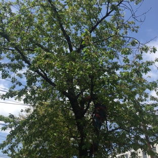 Tarzan Tree Removal - Brooklyn, NY