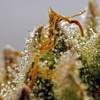 The Hempire Collective Weed Dispensary gallery