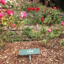 Berkeley Rose Garden - Botanical Gardens