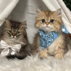 The Grand Feline Hotel & Salon