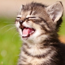 Oakbrook Animal Hospital - Veterinarians