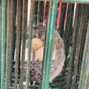Badger Pest Control - Pest Control Services