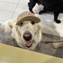Earthwise Pet - Pet Services