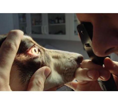Kirrawee Veterinary Hospital - Kirrawee, NSW