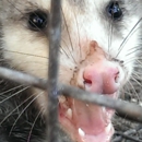 Southern Trappers Nuisance Wildlife Removal - Rescue Services