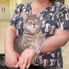 Mount Carmel Pet Hospital
