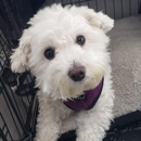 PT's Pet Sitting Service - Hostels