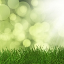 Affordable Lawn Care 1 - Lawn Maintenance