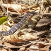 Hilltop Wildlife gallery