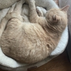 Community Animal Hospital gallery