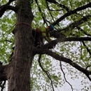 Branch Brothers of Greenville - Tree Service