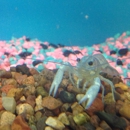 Addicted 2 Reptiles & Fish - Pet Stores
