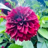 Mendocino Coast Botanical Gardens gallery