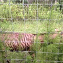 Safari Wilderness
