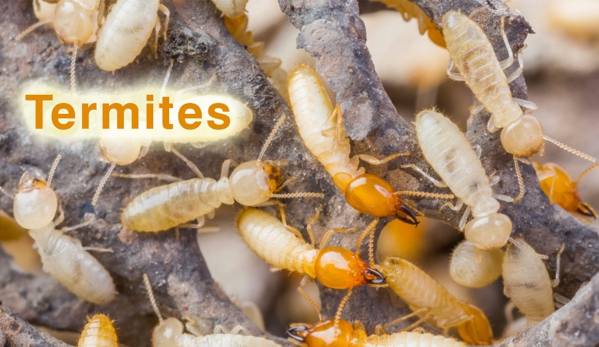 Brunswick Byron Pest Control - Mullumbimby, NSW. Termites