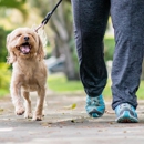 Healthy Hounds Fitness Club