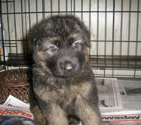 DARKSTAR GERMAN SHEPHERDS - Wantagh, NY