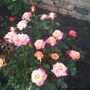 Maplewood Rose Garden