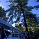 Affordable Tree Service - Tree Service