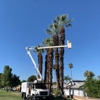 Hemet Tree Service gallery