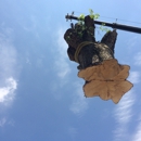 Sussex Tree Inc - Tree Service