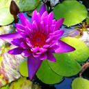 Pond-Sense LLC - Ponds & Pond Supplies